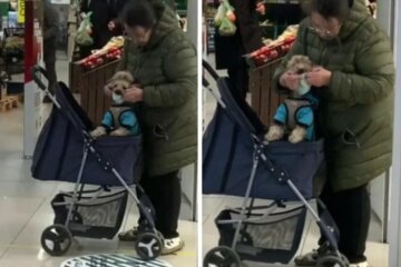 Карантин діє для всіх: українка начепила маску на собаку, відео