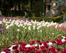 Харьков, цветы, весна