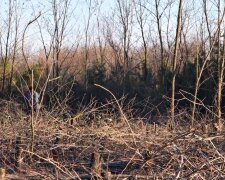 Под Одессой уничтожили целый лес, фото: посадили за счет гсобюджета