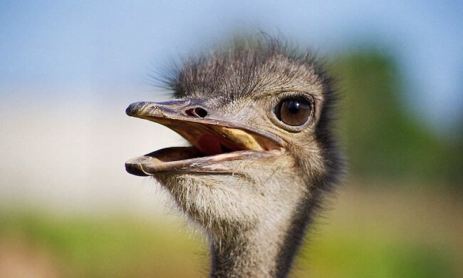 Футбол для страусів