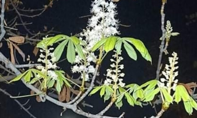 До Києва несподівано прийшла весна і розцвіли каштани: неймовірні кадри