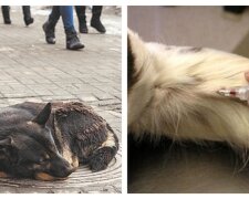 В Харькове планируют усыпить почти пять тысяч бездомных животных за 6 миллионов: детали решения