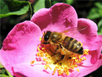 лето весна цветок пчела