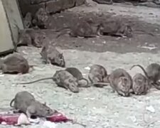 "Тысяча штук их тут": огромные крысы поселились в общежитии в центре Одессы, видео