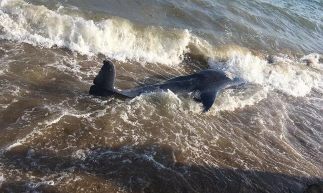 Аномальная зима свела с ума дельфинов, на Азовском море необъяснимое: "Подплывают к берегу, и..."