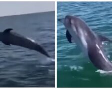 Плескалися біля людей: одеський пляж відвідали дельфіни, відео