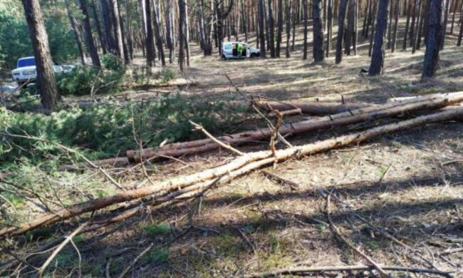 Оккупанты вырубают лес на Харьковщине: что известно о их намерениях