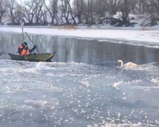 Вмерзший лебедь, фото: скриншот You Tube