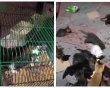 "З 62 в живих залишилося 26": в Одесі мати з сином знущалися над тваринами, відео