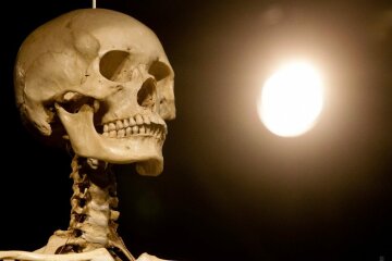 человеческий скелет