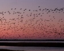 Зграї птахів раптово залишають Одеську область, фото: відомі причини
