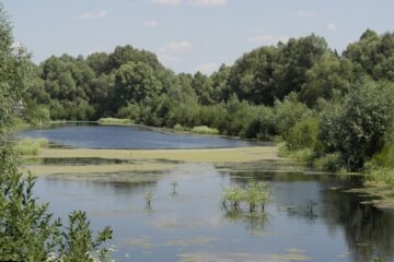 Депутат з палицею напав на дітей біля озера на Київщині: деталі інциденту