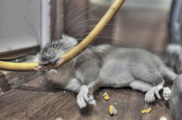 Пушистый «хакер» оставил Житомирщину без интернета (фото)