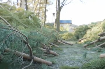 Киев утопает в мусоре после новогодних праздников, окраину города завалили елками: видео