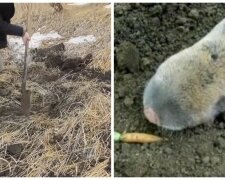 В Украине обнаружили "земляного щенка", которого не видели сотни лет: "Он такой миленький"