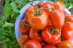 Як виростити гарний урожай помідорів