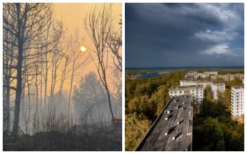 Незвичайних поселенців виявили вчені у Чорнобилі, фото: "Ховаються у зруйнованих будинках"