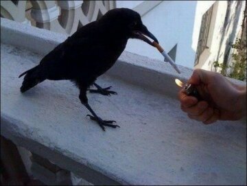 птицы, курение, сигарета