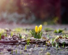 погода в украине, март, цветы, тепло