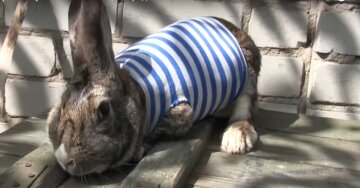 В АТО показали пасхального кролика-талісман (відео)
