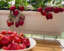 Як вирощувати полуницю в горщиках: поради досвідчених дачників