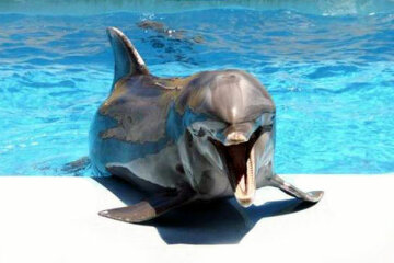 delfin01