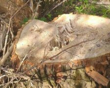 Экоинспекторы подсчитывают миллионные убытки после действий черных лесорубов