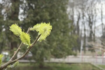 Прогноз погоды в Запорожье на 13 апреля.