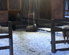 У мережі показали унікальну ферму серед багатоповерхівок Києва: "свині, вівці..."