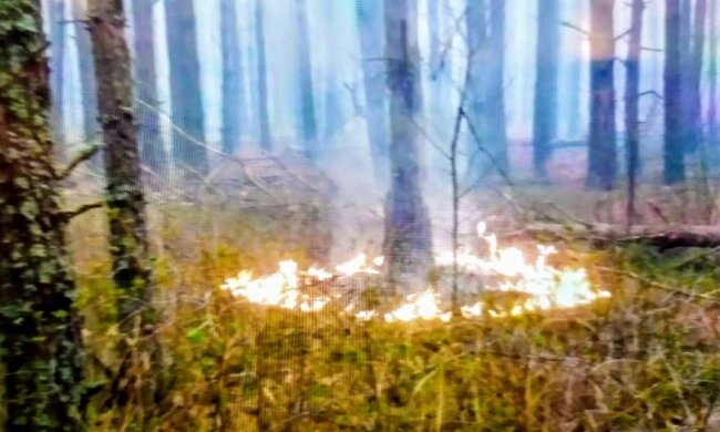 «Прошу всіх – зателефонуйте в поліцію!»: страшний феномен помітили в Чорнобилі, кадри