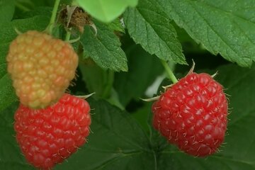 малина, скриншот Ютуб