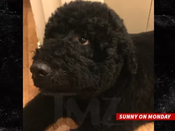 tmz.com