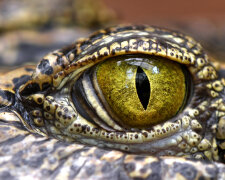 крокодил, глаз, рептилия