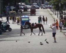 українці, літо, гороскоп, знаки зодіаку