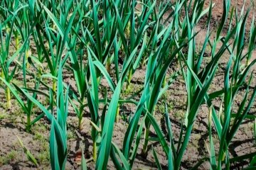 часник, скріншот Ютуб