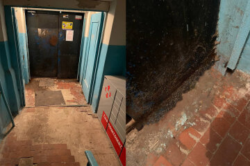 Днепряне жалуются на массовое нашествие комаров, кадры: зима преградой не стала