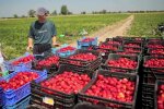 заробитчане