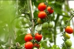 Чим підгодувати помідори влітку: фермер назвав найкращі добрива