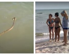 Змеи и скорпионы атакуют туристов на украинских пляжах: кадры напасти