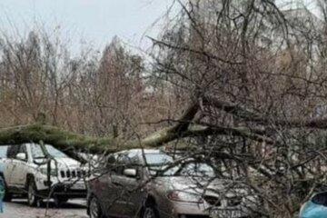 НП у Харкові: дерево звалилося прямо на проїжджу частину, рух заблоковано, фото