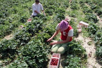 Как украинских заробитчан нагло обманывают в Польше: новые схемы