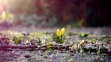 погода в украине, март, цветы, тепло