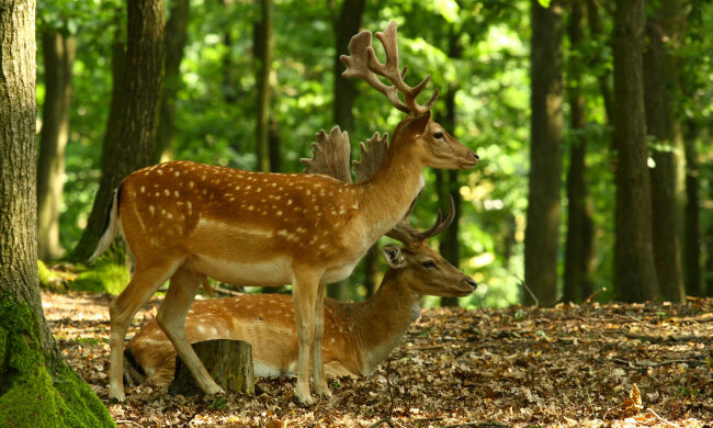 охота в лесах, сезон тишины, лес, животные, запрет на охоту