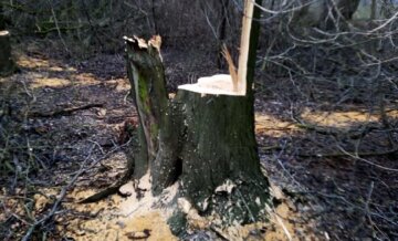 Ліс почали знищувати на Одещині: варварський вчинок потрапив на камеру