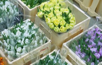 Подорожание цветов в Днепре, 8 марта