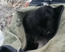В Харькове возле школы оставили сумку со щенками, фото: "Кто может помочь?"