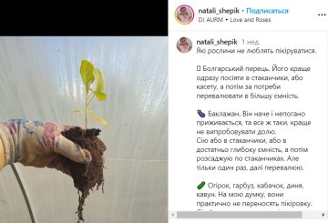 пікірування розсади