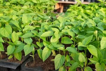 рассада перца