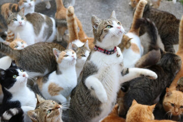 Японські кішки встановили рекорд тривалості життя
