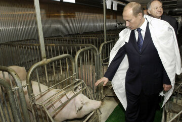 Путин и свинья